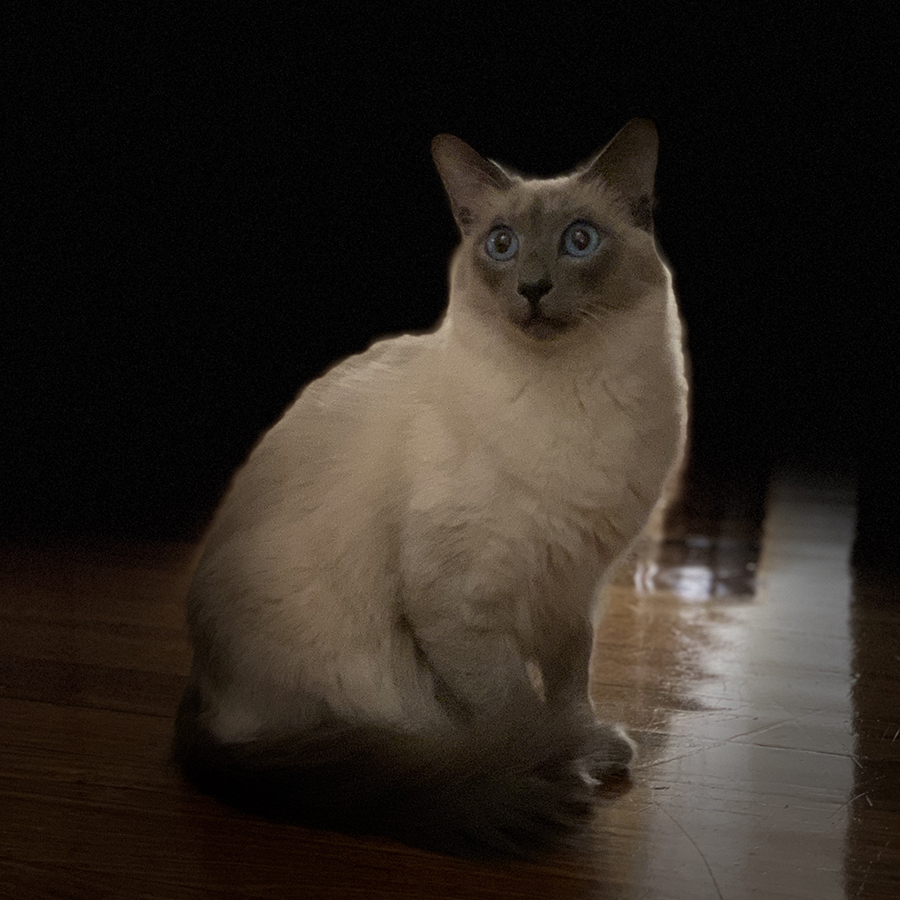Photo of a balinese cat with his tail curled to the front on a hardwood floor, looking almost cut-out of a striking black background
